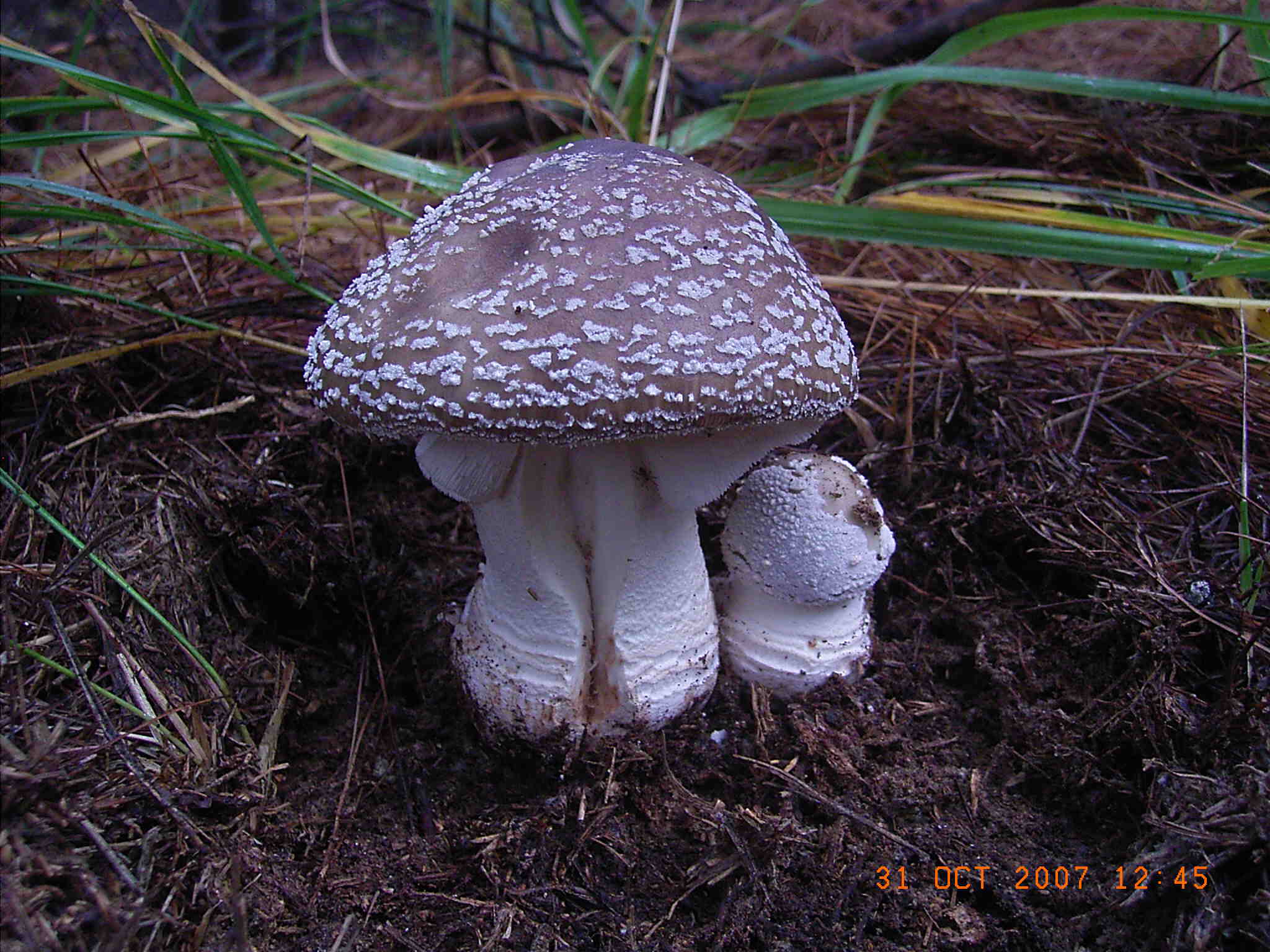 Amanita spissa